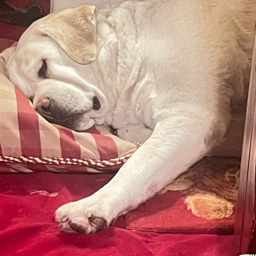 Herta schläft auf gestreiftem, roten Kissen